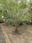 Butia eriospatha 