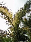 Areca catechu variegata� 