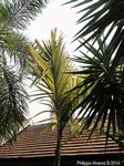 Areca catechu variegata� 