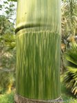 Areca catechu variegata� 