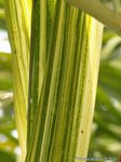 Areca catechu variegata� 