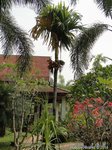 Areca catechu dwarf * Vari�t� de Tha�lande * Fruits ronds
