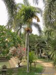 Areca catechu dwarf * Vari�t� de Tha�lande * Fruits ronds