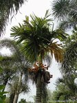 Areca catechu dwarf * Vari�t� de Tha�lande * Fruits ronds