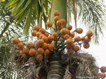 Areca catechu dwarf * Vari�t� de Tha�lande * Fruits ronds