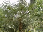Copernicia prunifera 'gras'�