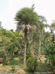 Copernicia prunifera var. filiforme�