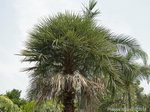 Copernicia prunifera var. filiforme�