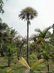 Copernicia prunifera var. filiforme�