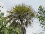 Copernicia prunifera var. filiforme�