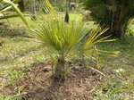 Chamaerops humilis vulcano 
