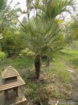 Chamaerops humilis