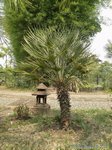 Chamaerops humilis