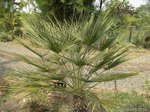 Chamaerops humilis