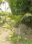 Dypsis pembana 'Clumping' 