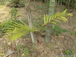 Dypsis pembana 'Clumping' 