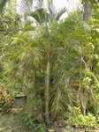 Dypsis lutescens 'Dwarf' 