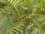 Dypsis lutescens 'Dwarf' 