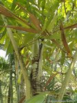 Caryota bacsonensis * C. maxima chez Kew 