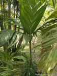 Areca guppyana 