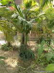 Areca guppyana 