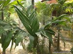 Areca guppyana 