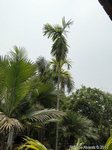 Areca catechu 
