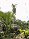 Areca catechu 