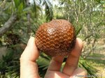 Salacca edulis