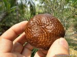 Salacca edulis