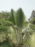 Copernicia fallaensis 
