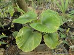 Licuala cordata 