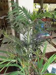 Chamaedorea sp. * C. elegans x ?