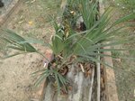 Sabal bermudana�'ex umbraculifera'