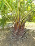 Livistona australis 