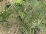 Phoenix canariensis�hybride