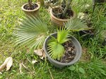 Pritchardia napaliensis�