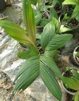 Pinanga coronata 'kuhlii form' * Jeunes palmes ros�es