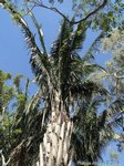 Attalea sp. � identifier