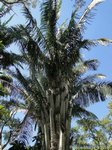 Attalea sp. � identifier