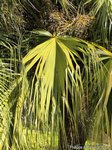 Livistona sp. � identifier