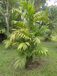 Areca concinna 