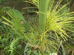 Areca montana hybride ? 