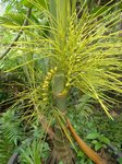 Areca montana hybride ? 