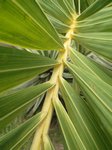 Adonidia merrillii variegata