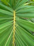 Adonidia merrillii variegata