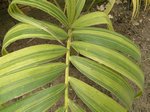 Adonidia merrillii variegata