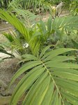 Adonidia merrillii variegata