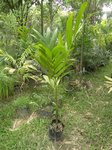 Areca catechu * Tr�s gros fruits * Hybride ?