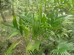 Areca catechu * Tr�s gros fruits * Hybride ?